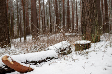 Forest's Winter Harvest: Snow-Capped Log Pile