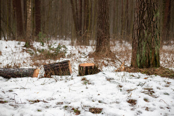 Forest's Winter Harvest: Snow-Capped Log Pile