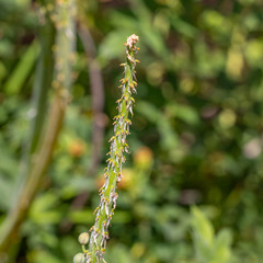 Im Garten und der Natur: Fotospaziergang im Juli 2023