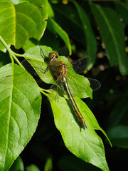 Dragonfly downy emerald (Cordulia aenea), resting