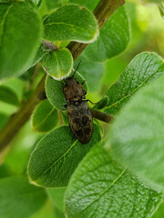 Chequered click beetle (Prosternon tessellatum) on leaf