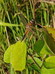 Dragonfly Four-spotted chaser or Four-spotted skimmer (Libellula quadrimaculata), resting