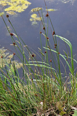 Tussock of rush Juncus conglomeratus, flowering