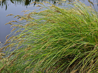 Greater tussock-sedge (.Carex paniculata), flowering