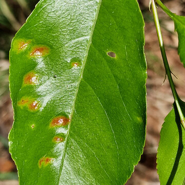 Parasitic fungus Taphrina farlowii on leaf of Black cherry (Prunus serotina)