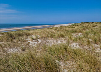 Sandy dunes with Marram grass (Ammophila arenaria) and beach; Burgh-Haamstede, Zeeland, Netherlands
