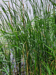 Fototapeta premium Lesser bulrush (Typha angustifolia) along a pond