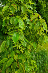 Leaves and catkin of European or Common hornbeam Carpinus betulus