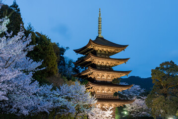 桜に包まれる夕暮れ時の山口県山口市にある瑠璃光寺五重塔
