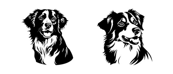 Australian Shepherd dog breed head vector illustration. Pet portrait in style of hand drawn black doodle on white background - obrazy, fototapety, plakaty