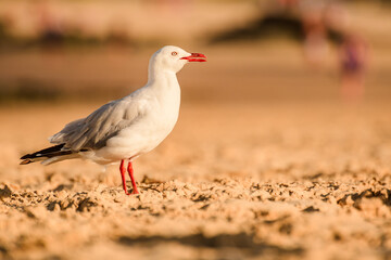 Silver gull (Chroicocephalus novaehollandiae), a medium-sized bird with white and gray plumage, the animal stands on a sandy beach by the sea.
