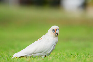 Long-billed corella (Cacatua tenuirostris) white parrot, medium-sized bird, animal sits on the grass in the park and nibbles the grass.