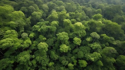 An aerial view of a lush green forest with a dense canopy. Ideal for nature themes, backgrounds, and environmental content. High quality photo