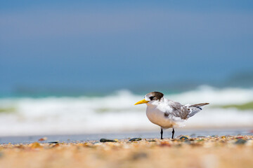 Greater crested tern (Thalasseus bergii) medium sized bird, animal sitting on the sandy beach by...