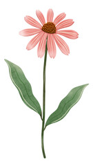 Hand draw pink cone flower , illustration