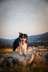 dog is standing on stones in Croatian landscape. Dog standing above the sea. Beautiful view