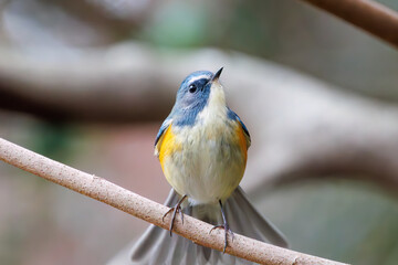 幸せの青い鳥、可愛いルリビタキ（ヒタキ科）。

日本国東京都文京区、小石川植物園にて。
2024年2月4日撮影。

A happy blue bird, the lovely Red-flanked Bluetail (Tarsiger cyanurus, family comprising flycatchers).

At Koishikawa botanical park, Bunkyo-k