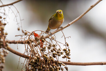 木の実を食べる可愛いメジロ（メジロ科）。

日本国東京都文京区、小石川植物園にて。
2024年2月4日撮影。

Lovely Japanese White Eye (Zosterops Japonica, family comprising white eyes) eating nuts.

At Koishikawa botanical park, Bunkyo-ku, Tokyo, Japan