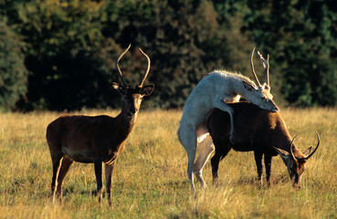 Cerf élaphe, mâle, Cervus elaphus