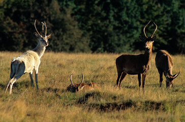 Cerf élaphe, Cervus elaphus, Cerf, biche