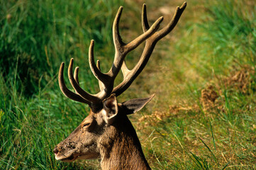 Fototapeta premium Cerf élaphe, mâle, Cervus elaphus