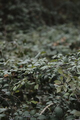 bramble with green leaves in the forest
