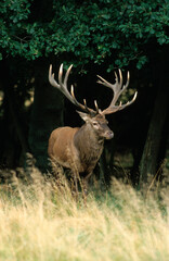 Cerf élaphe, mâle, Cervus elaphus