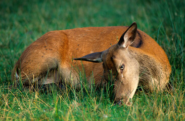 Fototapeta premium Cerf élaphe, biche, Cervus elaphus