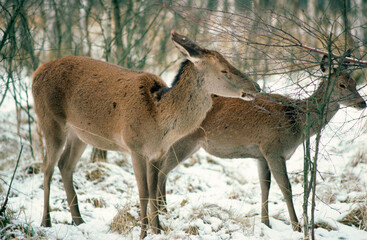 Cerf élaphe, Cervus elaphus, biche, faon, hiver, neige