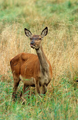 Cerf élaphe, biche, Cervus elaphus