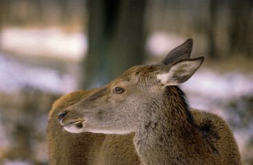 Cerf élaphe, biche, Cervus elaphus