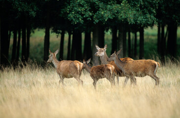 Cerf élaphe, biche, Cervus elaphus