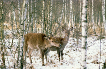 Cerf élaphe, Cervus elaphus, biche, faon, hiver, neige