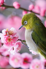 梅の花と可愛いメジロ（メジロ科）。
花鳥風月。

日本国東京都文京区、小石川植物園にて。
2024年2月4日撮影。

Plum blossoms and a lovely Japanese White Eye (family Mejiroidea).
the traditional themes of natural beauty in Japanese aesthetics.

At Koish