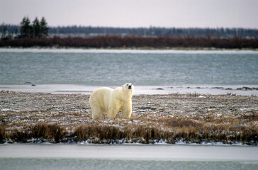 Ours blanc, Thalassarctos maritimus, Churchill , Canada