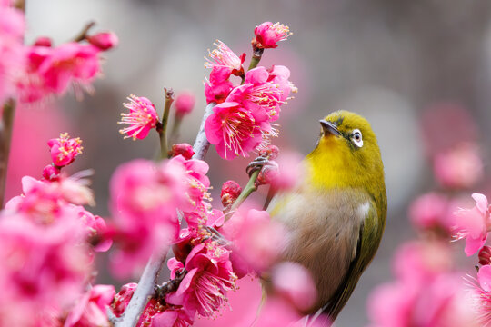 衲子 花鳥 花鳥風月