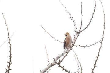 可愛いシメ（アトリ科）。

日本国東京都文京区、小石川植物園にて。
2024年2月4日撮影。

Lovely Hawfinch (Coccothraustes coccothraustes, family comprising finches).

At Koishikawa botanical park, Bunkyo-ku, Tokyo, Japan,
photo by december 4,