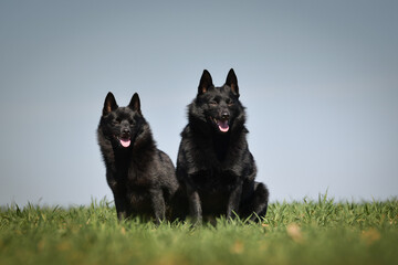 Two dogs of schipperke are sitting in grass. Summer day in nature with dogs. walk with dog	