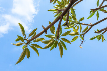 Tree branches adorned with green leaves contrast beautifully against the vibrant blue sky, creating a picturesque scene of nature in summer