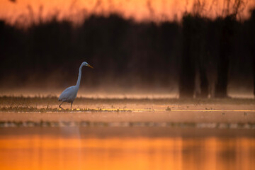 Great Egret in Morning 