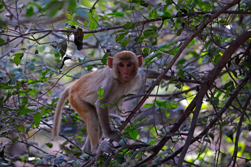 A family of macaque monkeys in the forest