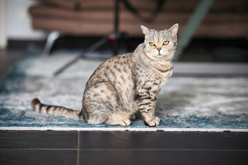British Shorthair cat, in the apartment in portraits. Photo with wide aperture available light.