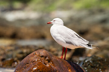 Silver gull (Chroicocephalus novaehollandiae), a medium-sized bird with white and gray plumage, the animal stands on the rocks by the sea.