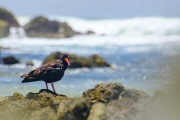 Black oystercatcher (Haematopus bachmani) a medium-sized bird with dark plumage with a red beak, the animal stands on a rock on the seashore and looks for food.