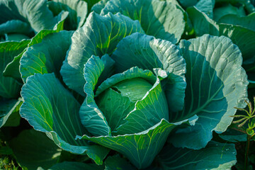 Obraz premium Freshly harvested cabbage.