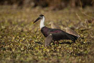 Woolly necked stork