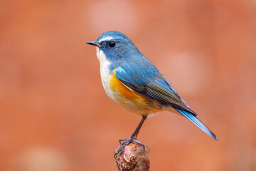 Fototapeta premium 幸せの青い鳥、可愛いルリビタキ（ヒタキ科）。日本国東京都文京区、小石川植物園にて。 2024年2月4日撮影。A happy blue bird, the lovely Red-flanked Bluetail (Tarsiger cyanurus, family comprising flycatchers).At Koishikawa botanical park, Bunkyo-k