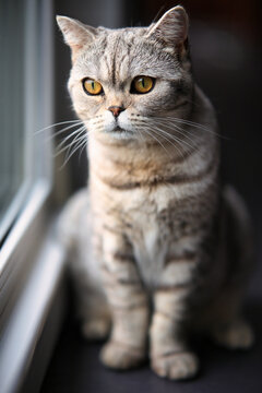 British Shorthair cat, in the apartment in portraits. Photo with wide aperture available light.