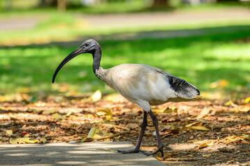 Australian white ibis (Threskiornis molucca) a large bird with a black head and white plumage, the animal walks on the green grass in the park on a sunny day.