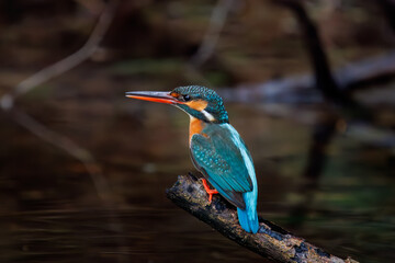 可愛いカワセミ（カワセミ科）。

日本国東京都文京区、小石川植物園にて。
2024年2月4日撮影。

Lovely Kingfisher (Alcedo atthis, family comprising kingfishers).

At Koishikawa botanical park, Bunkyo-ku, Tokyo, Japan,
photo by december 4, 2024.
